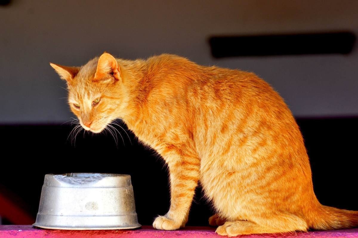 Retirada das garras dos felinos deve ser considerada crime de maus-tratos