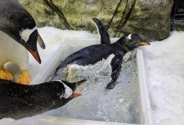 Casal gay de pinguins celebra terceiro ano junto e adota mais um filhote