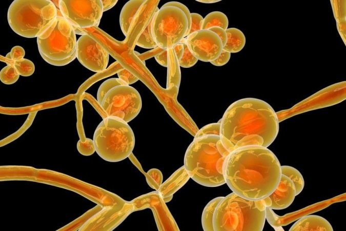 A maioria das infecções por Candida auris documentadas no mundo aconteceram em ambientes hospitalares - (crédito: Getty Images) A maioria das infecções por Candida auris documentadas no mundo aconteceram em ambientes hospitalares - (crédito: Getty Images)