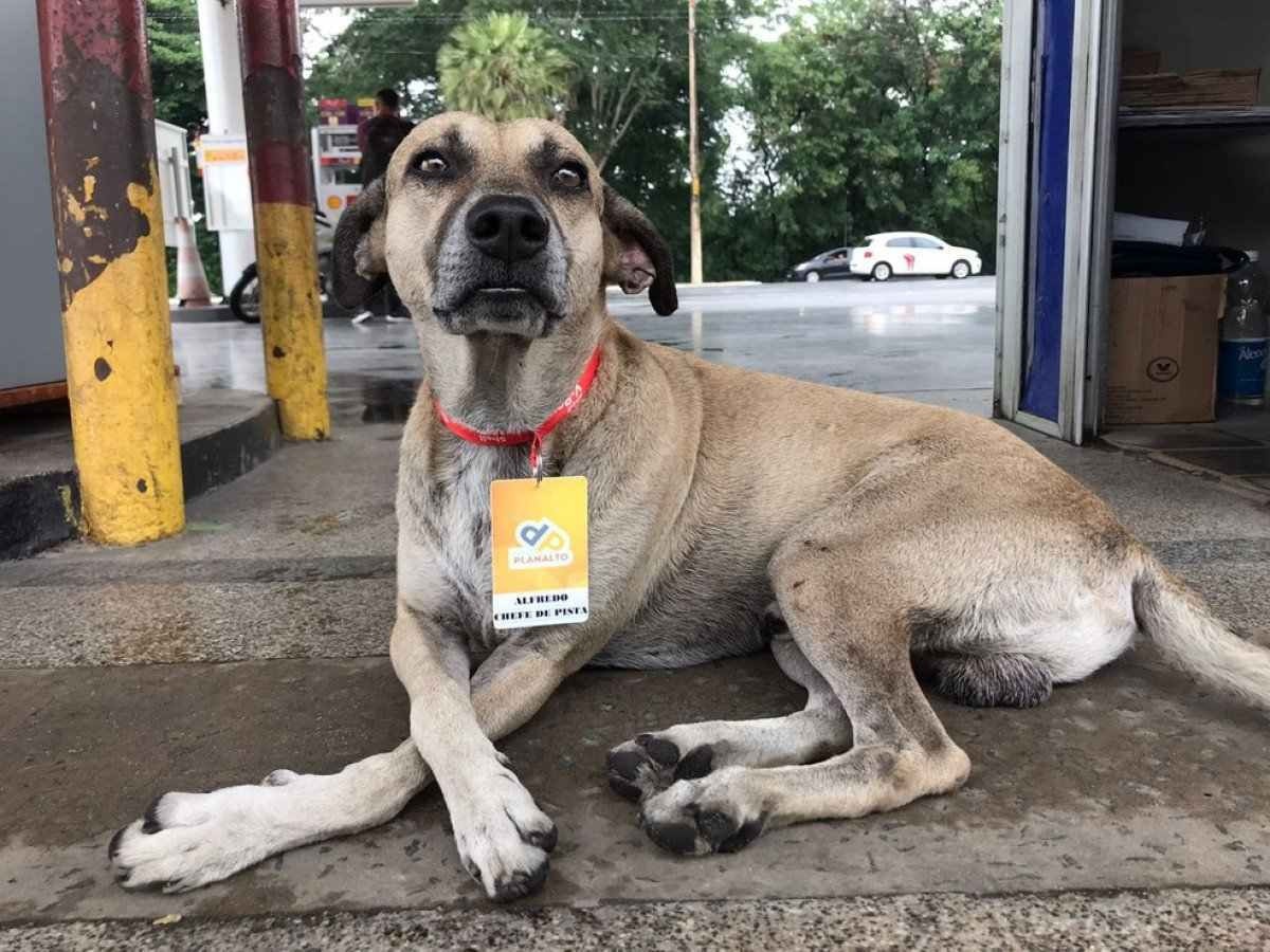 Cachorro vira mascote de posto de gasolina e ganha crachá personalizado