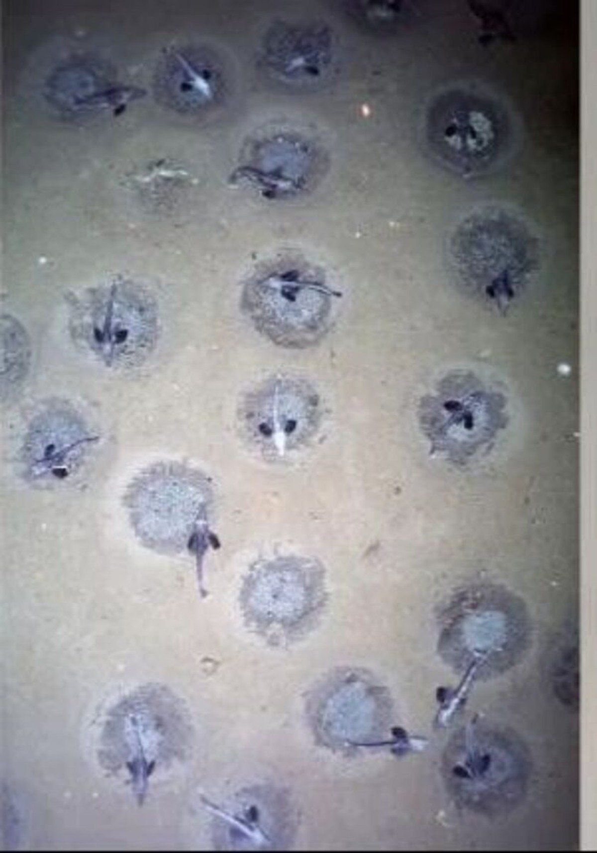 Colonias de peixe-gelo