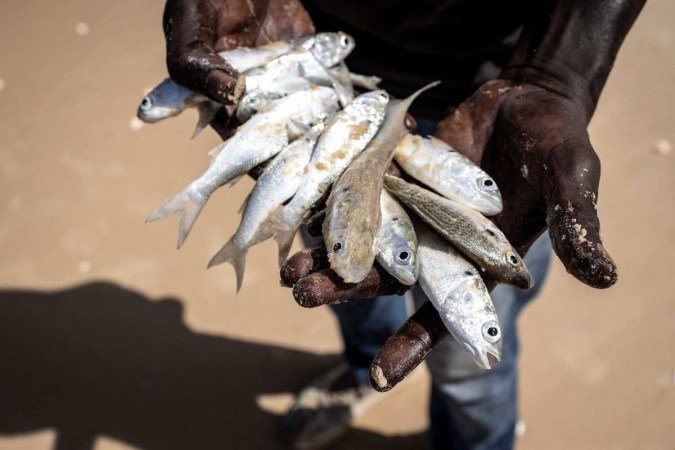 Cientistas propõem que os países revisem os acordos internacionais sobre pesca para evitar conflitos por peixes que migram sazonalmente - (crédito: JOHN WESSELS/AFP) Cientistas propõem que os países revisem os acordos internacionais sobre pesca para evitar conflitos por peixes que migram sazonalmente - (crédito: JOHN WESSELS/AFP)