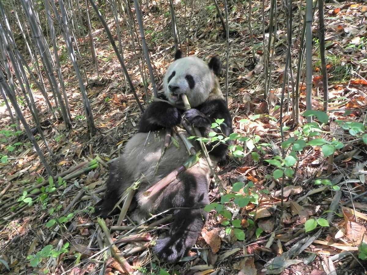 Microbiota ajuda pandas a ficarem gordinhos para resistir ao inverno