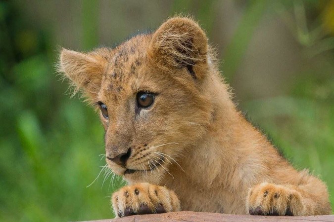 Leões diagnosticados com covid preocupam pesquisadores na África do Sul