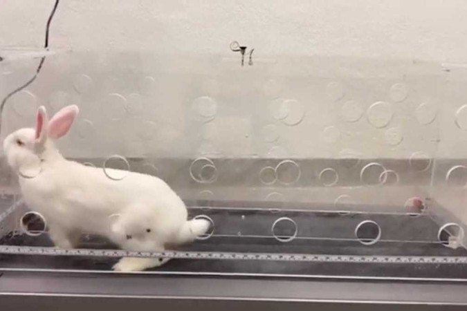 Ao se exercitarem na esteira, os animais que receberam o implante de nanofibras no joelho voltaram a produzir cartilagem - (crédito: Divulgação/Universidade de Connecticut) Ao se exercitarem na esteira, os animais que receberam o implante de nanofibras no joelho voltaram a produzir cartilagem - (crédito: Divulgação/Universidade de Connecticut)