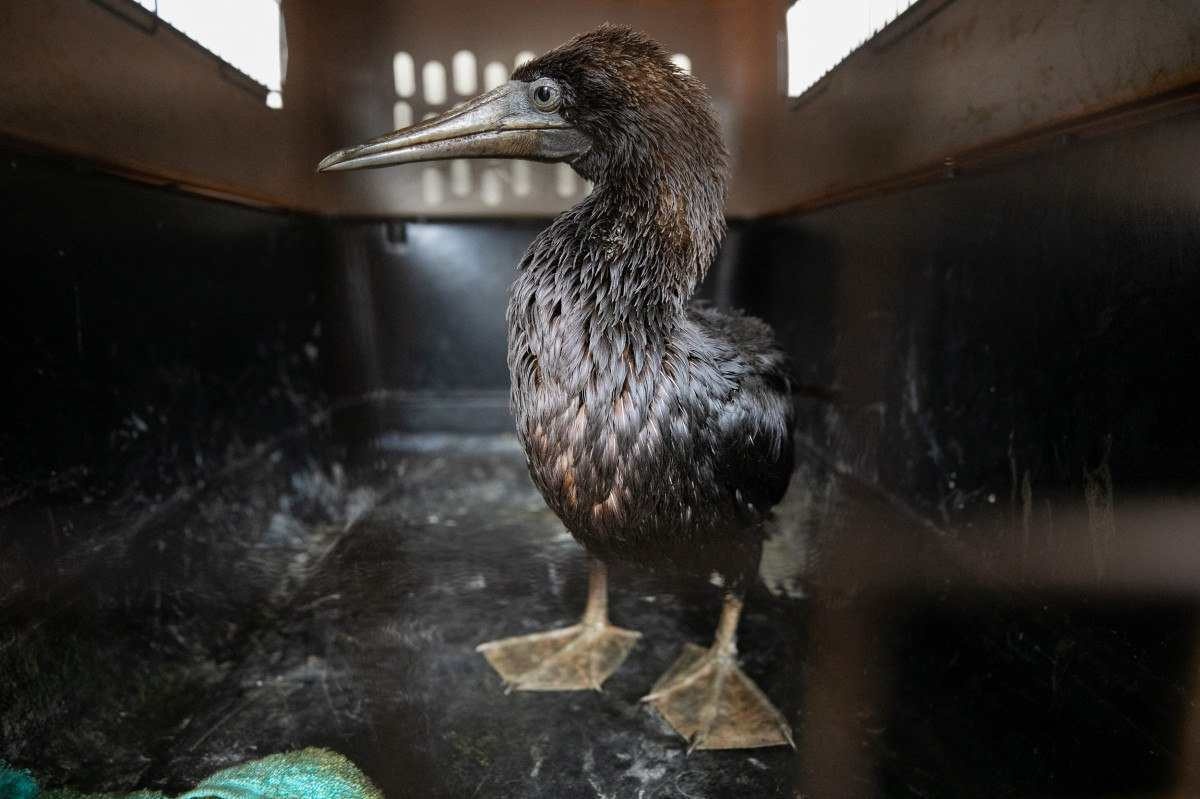 Zoológico cuida de aves marinhas resgatadas no Peru após derramamento de óleo