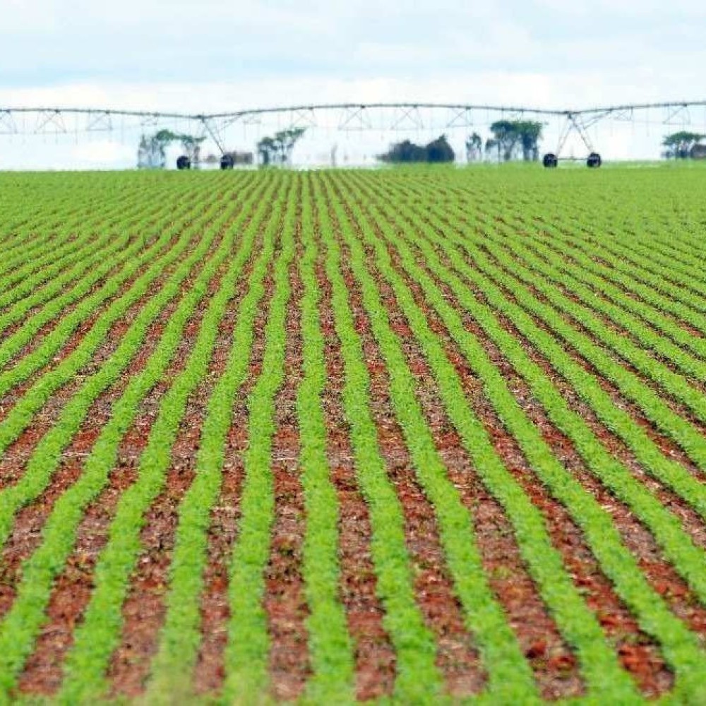 Cão de 2,1 metros, que ainda está crescendo, deve ganhar título de maior  do mundo - Revista Globo Rural