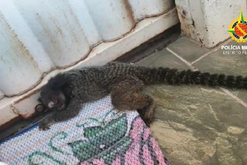 Sagui leva choque elétrico em área urbana e é resgatado em Samambaia