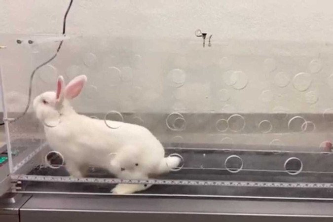  2022. Tecnologia. Dispositivo implantvel que pode ajudar a tratar artrite. Coelho em uma esteira,durante os testes feitos com o dispositivo.