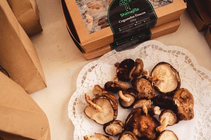  Crédito: Shimejito/Divulgação. Cogumelos produzidos por meio da empresa de tecnologia para a agricultura Shimejito, em Portugal