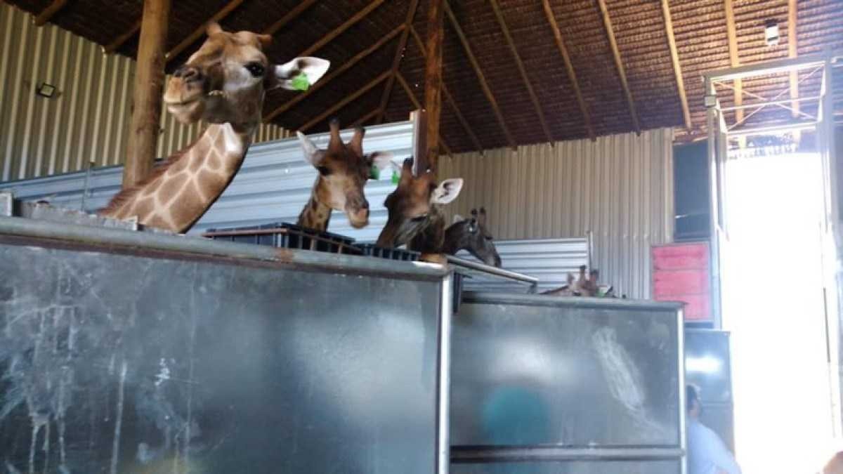 MPF denuncia quatro pessoas por maus-tratos e importação irregular de girafas