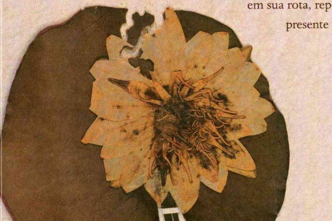 Crédito: Editora UnB. Recorte da imagem de uma flor na Contra Capa do livro Poesia completa Emily Dickinson, volume II.