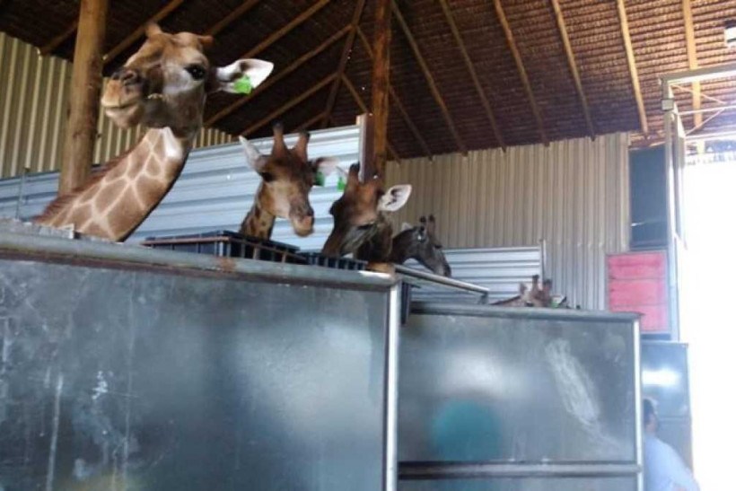 PF prende dois homens por maus tratos e resgata 15 girafas no Rio de Janeiro