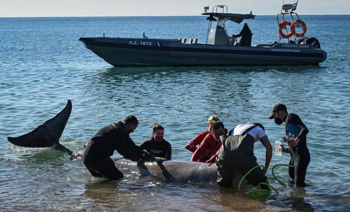 Jovem baleia ferida encalha em praia perto de Atenas