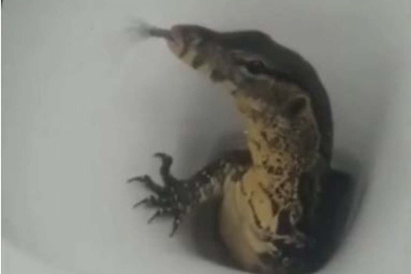 Vídeo: Turistas flagram lagarto saindo do vaso sanitário de um hotel 
