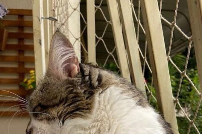 Thor, da tutora Alexia Oliveira, fazendo a limpeza das suas patinhas