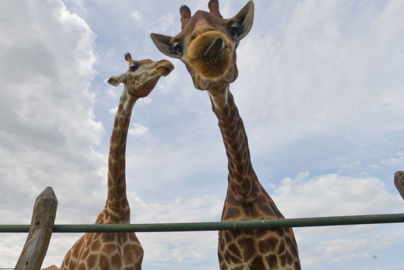 Ministério Público: Ibama deve devolver girafas para a África do Sul