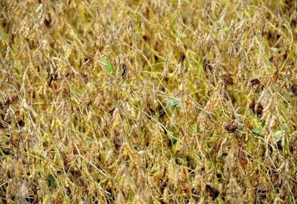 No DF, por hectare, foram recolhidas 3,5 toneladas do grão 