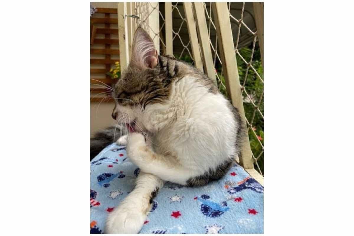 Mais sensíveis que os pés humanos, as patinhas dos peludos exigem cuidados