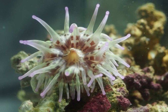 O estudo indica que a 'Telmatactis stephensoni' produz venenos específicos para cada parte do corpo, e com uma ação indicada para aquela parte -  (crédito: ReproduÃ§Ã£o/Molecular Ecology)