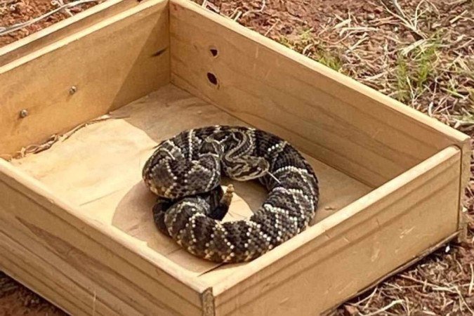  (crédito: Erivelto Andrade/Divulgação)