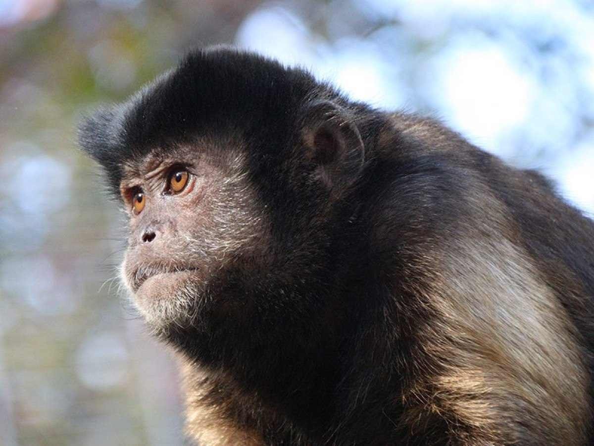 Bichos de pelúcia ajudam a acolher animais silvestres resgatados