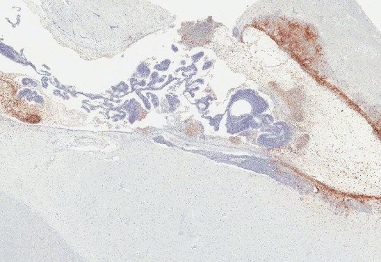 Image by Dr. Xiankun (Kevin) Zeng, USAMRIID