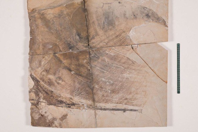  (crédito: Ascom SGB/ Divulga&ccedil;&atilde;o)