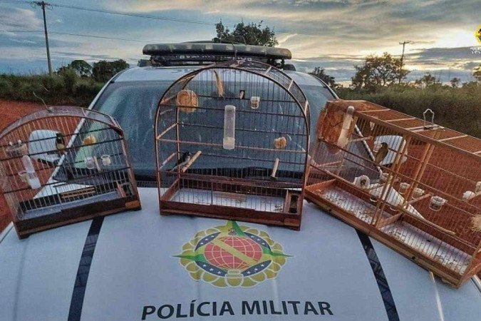 Os pássaros eram mantidos em cativeiro no Arapoanga -  (crédito: PMDF/Divulgação)
