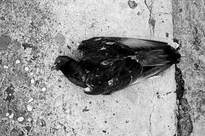 Cão cao-s foi uma das publicações premiadas pela Editora Estrondo -  (crédito: AYA )