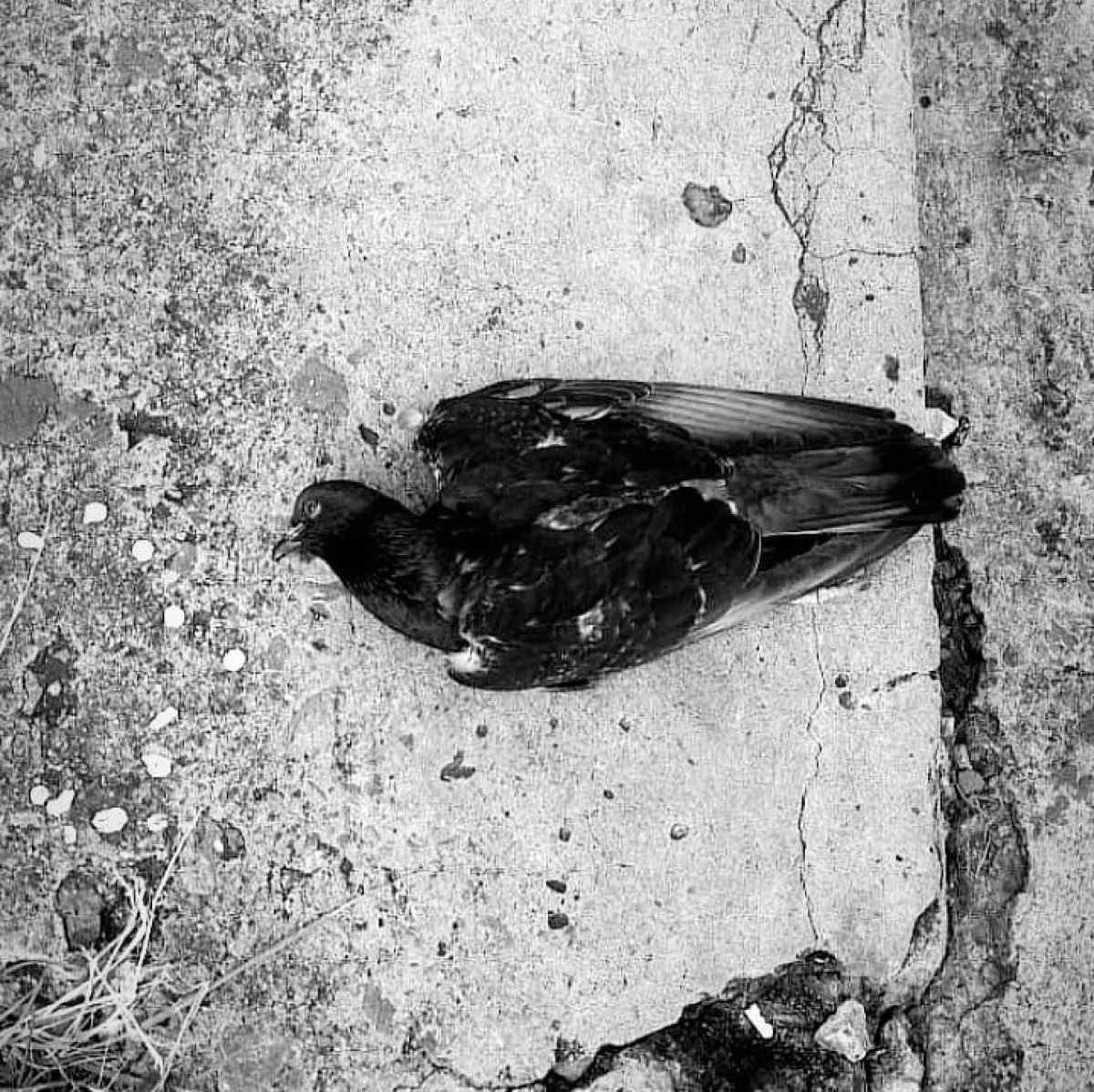 Editora Estrondo lança fotolivro nesta sexta (11/2) na Birosca