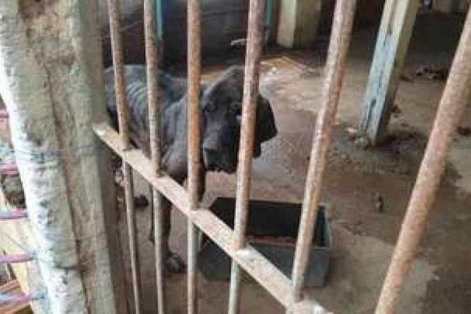 Cachorro foi resgatado em péssimas condições na propriedade que pertence ao médico - (crédito: Polícia Civil) Cachorro foi resgatado em péssimas condições na propriedade que pertence ao médico - (crédito: Polícia Civil)