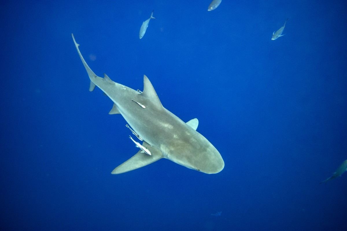 Banhista morre após ataque de tubarão em praia da Austrália