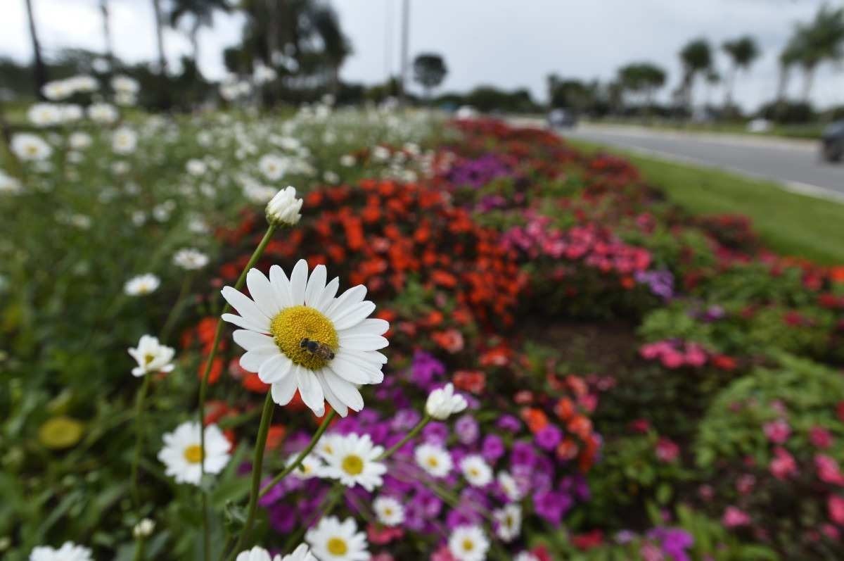 Canteiros floridos deixam o DF mais belo e colorido durante todo o ano