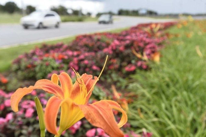  Plantas híbridas são resistentes às chuvas e ao sol, podendo florescer o ano inteiro