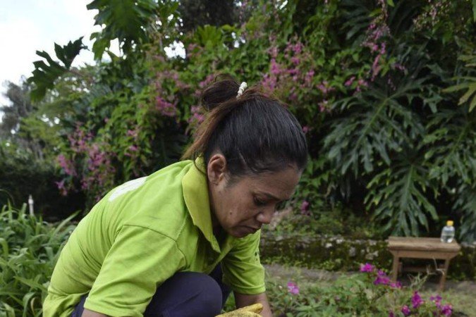 Viveiros 1 e 2 da Novacap são responsáveis pelo cultivo das espécies