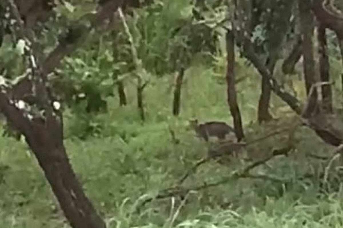 Onça mata cavalo e fere outros no Paranoá