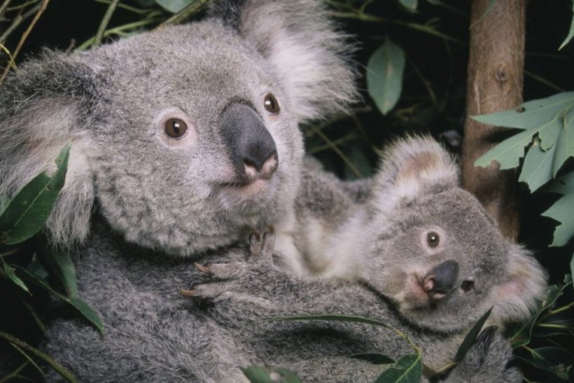 Coalas estão ameaçados de extinção, diz Austrália