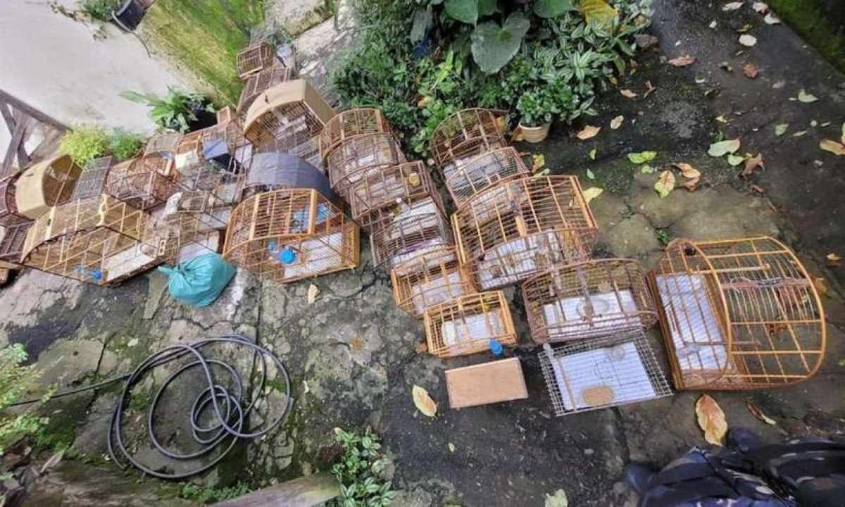 Cerca de 50 pássaros são resgatados de cativeiros em Contagem