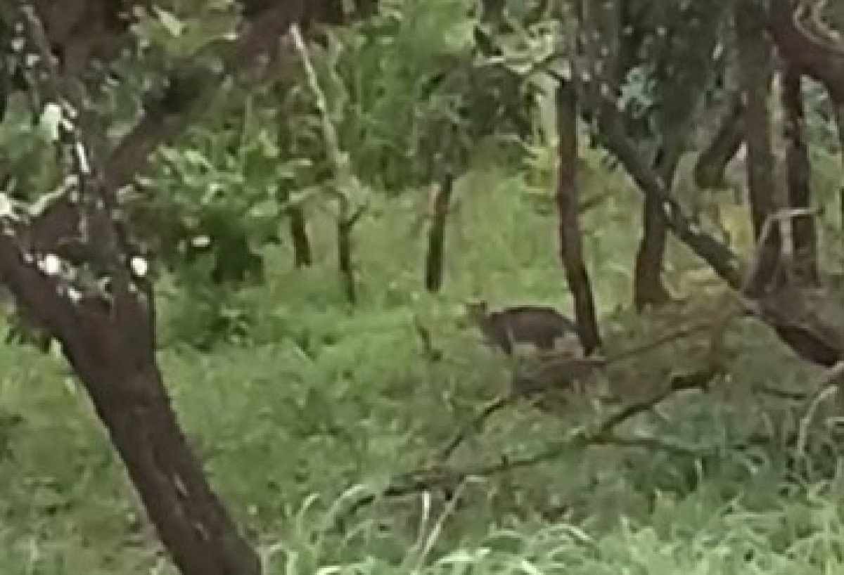 Cadê a onça do Lago Oeste? Animal é procurado após atacar cavalos e galinhas