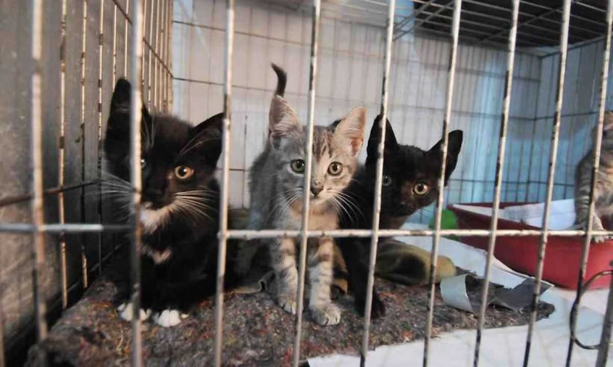 Gatos são vítimas de 'epidemia' de abandono em Belo Horizonte