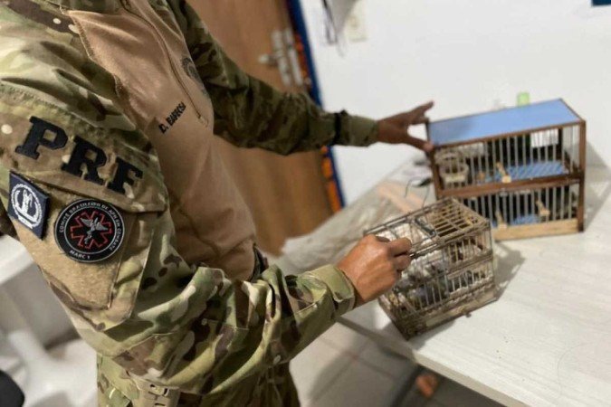 Animais foram levados para centro de triagem do Ibama -  (crédito: Reprodução/PRF)