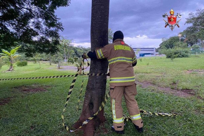 Além do funcionário da Novacap, uma mulher também foi atacada - (crédito: CBMDF/ Divulgação) Além do funcionário da Novacap, uma mulher também foi atacada - (crédito: CBMDF/ Divulgação)