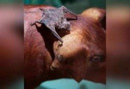 Patos de Minas: caso de raiva deixa autoridades sanitárias em alerta