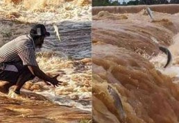 Depois das enchentes, Rio São Francisco testemunha o milagre dos peixes