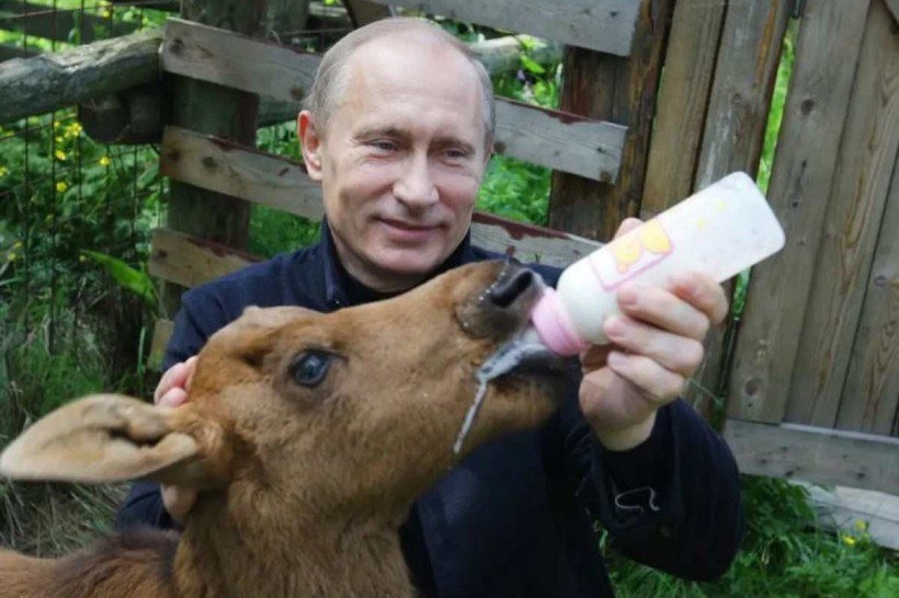 Putin alimenta filhote de alce