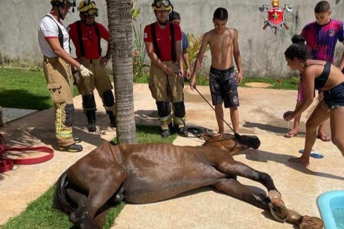 O cavalo ficou deitado alguns minutos para se recuperar após o resgate - (crédito: Divulgação/CBMDF) O cavalo ficou deitado alguns minutos para se recuperar após o resgate - (crédito: Divulgação/CBMDF)