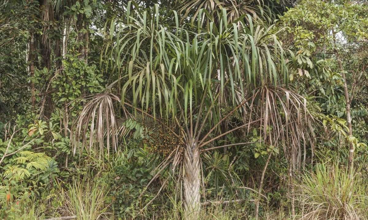 Pesquisadores do Inpa descobrem nova espécie de palmeira na Amazônia