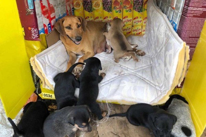 Casa produzida pelo projeto Reciclapet abriga uma mãe e seus filhotes Casa produzida pelo projeto Reciclapet abriga uma mãe e seus filhotes