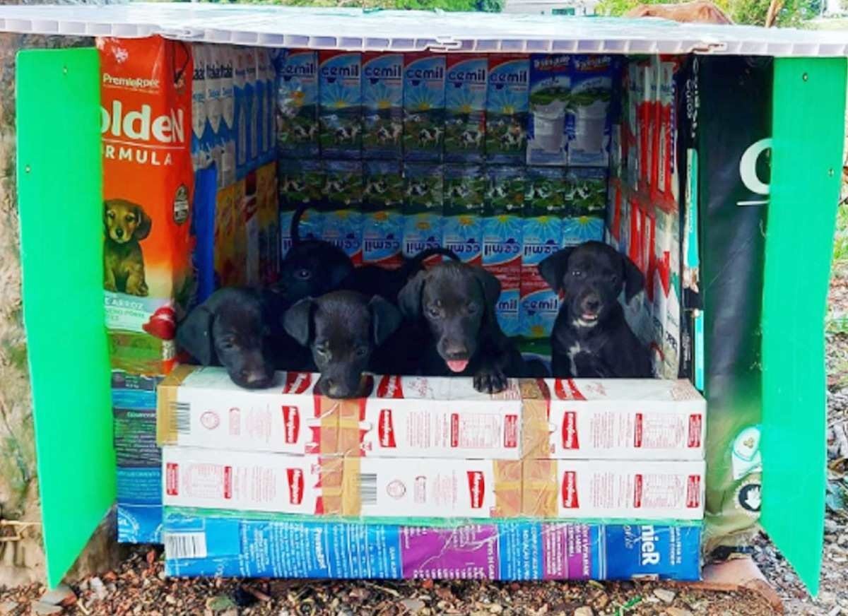 Projetos unem acolhimento de animais e respeito ao meio ambiente